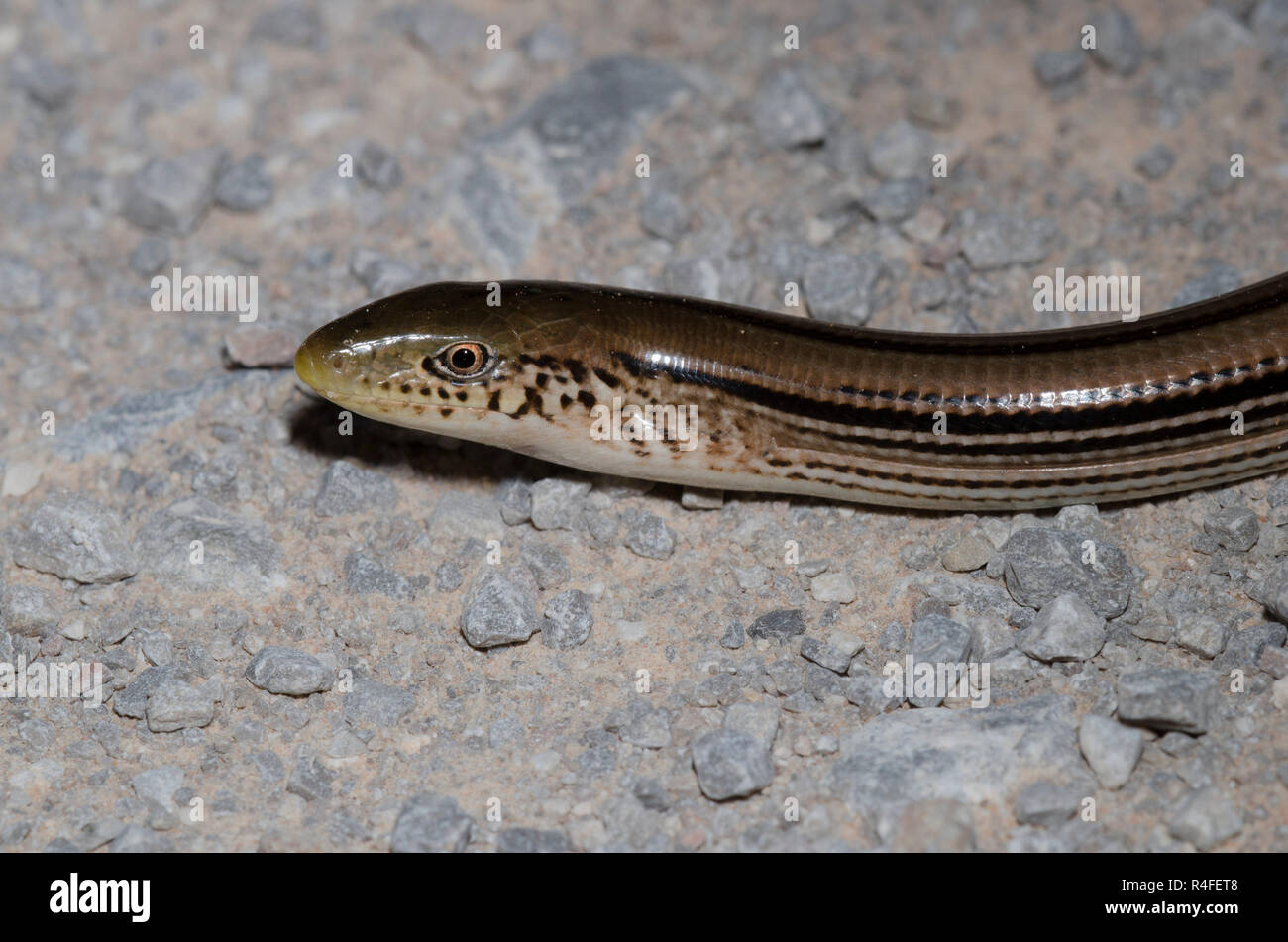 Western Slender Glass Lizard, Ophisaurus attenuatus Stock Photo Alamy