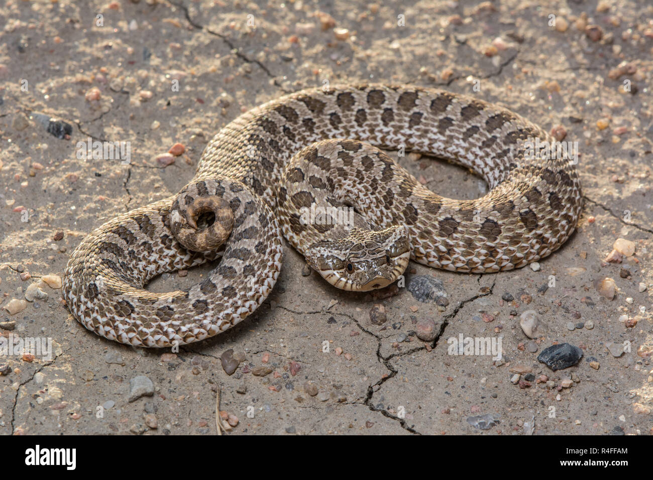 Plains Hog-nosed Snake (Heterodon nasicus) from Prowers County, Colorado, USA. Stock Photo