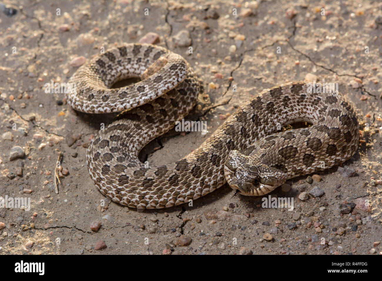 Plains Hog-nosed Snake (Heterodon nasicus) from Prowers County, Colorado, USA. Stock Photo