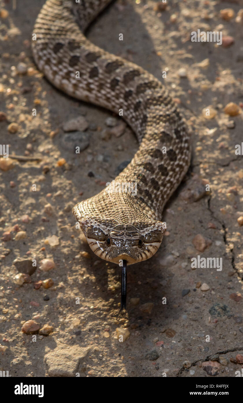 Plains Hog-nosed Snake (Heterodon nasicus) from Prowers County ...