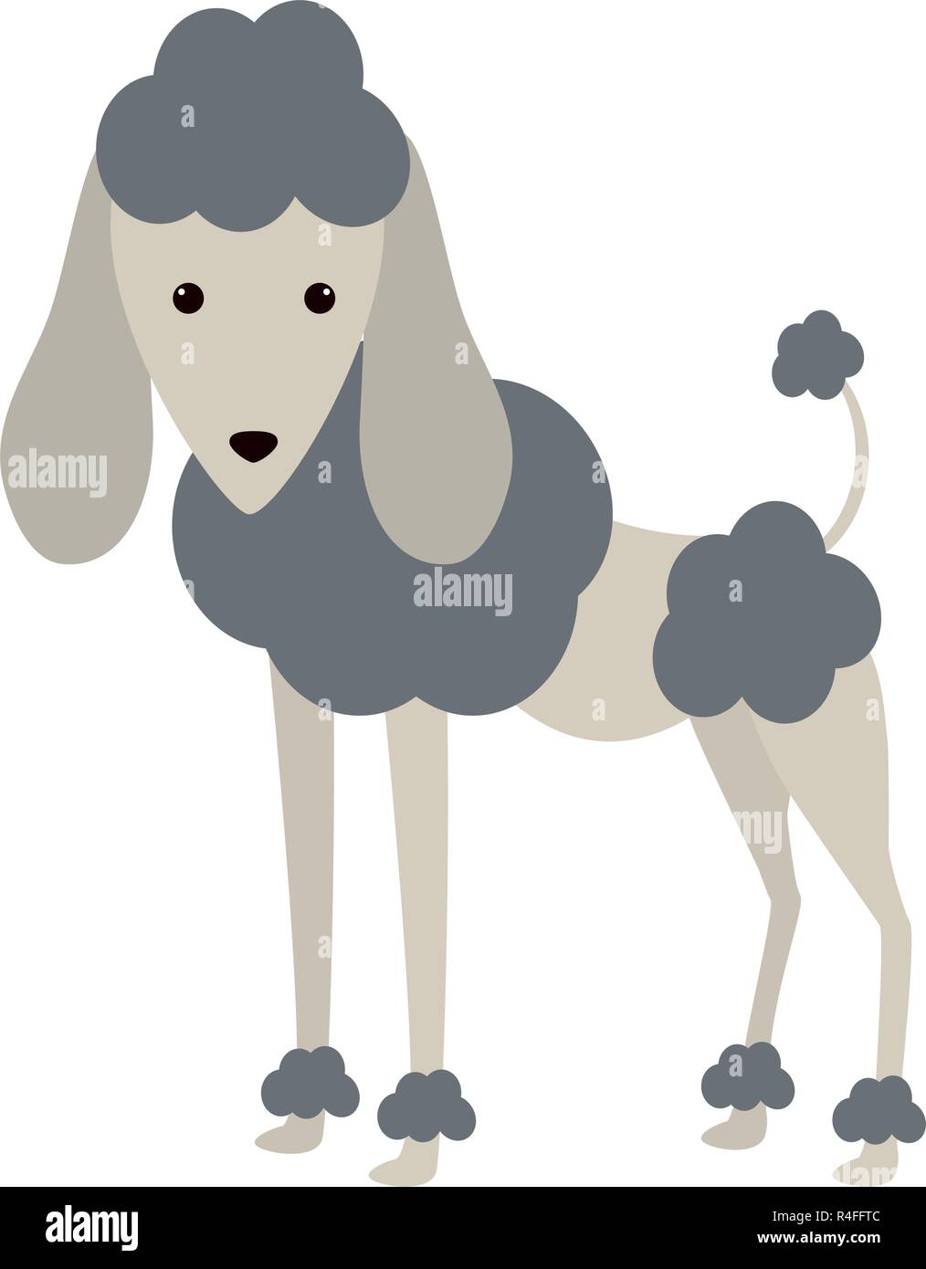 cute french poodle pet vector illustration design Stock Vector Image & Art - Alamy cute french poodle pet vector illustration design Stock Vector Image & Art - Alamy