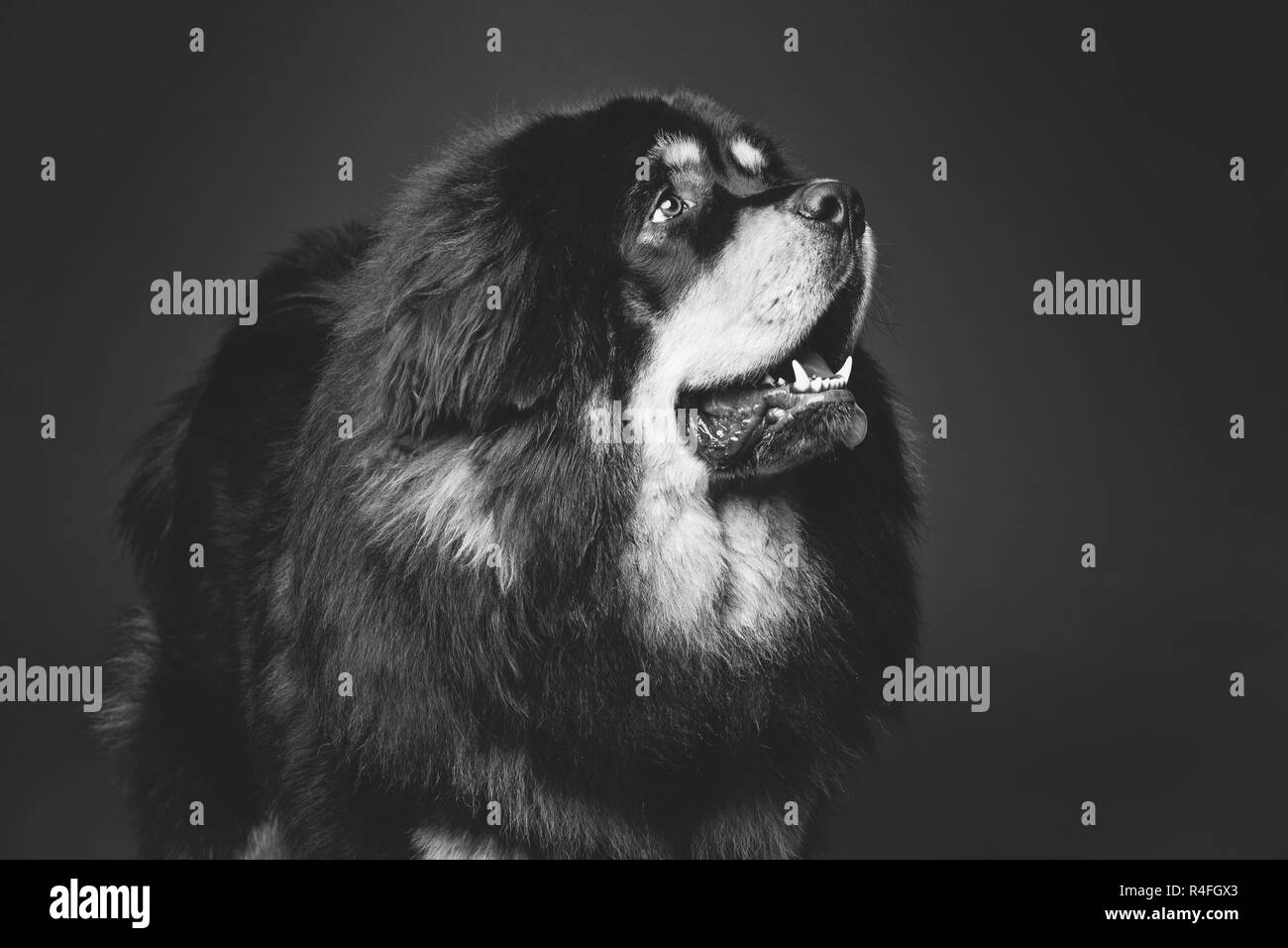 Beautiful big Tibetan mastiff dog Stock Photo