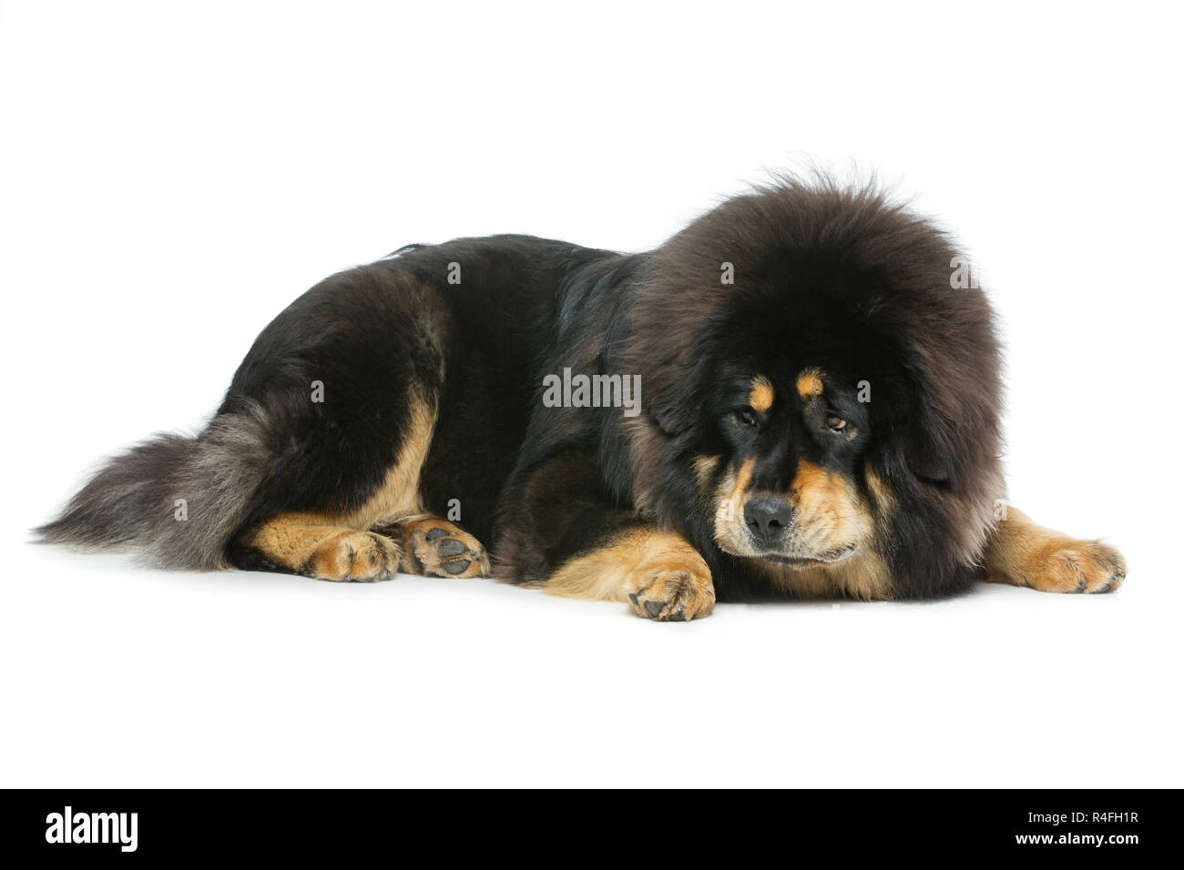 Beautiful big Tibetan mastiff dog Stock Photo Alamy