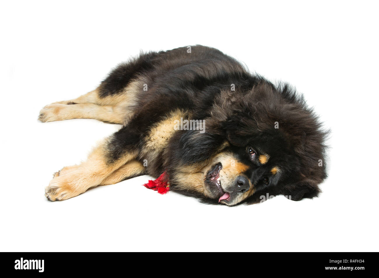 Beautiful big Tibetan mastiff dog Stock Photo Alamy