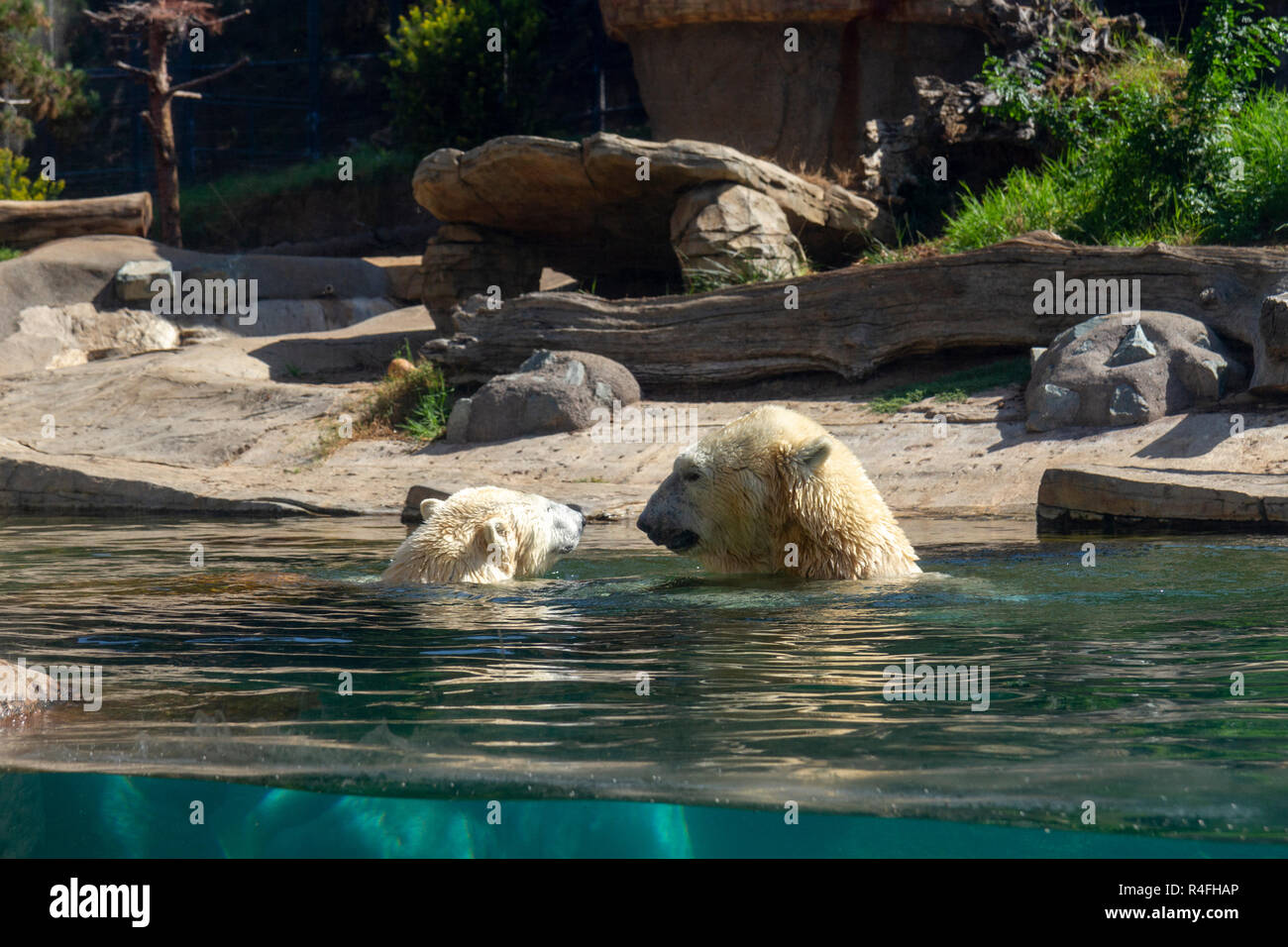 A pair of polar bears swimming in their enclosure, San Diego Zoo, California, United States. Stock Photo