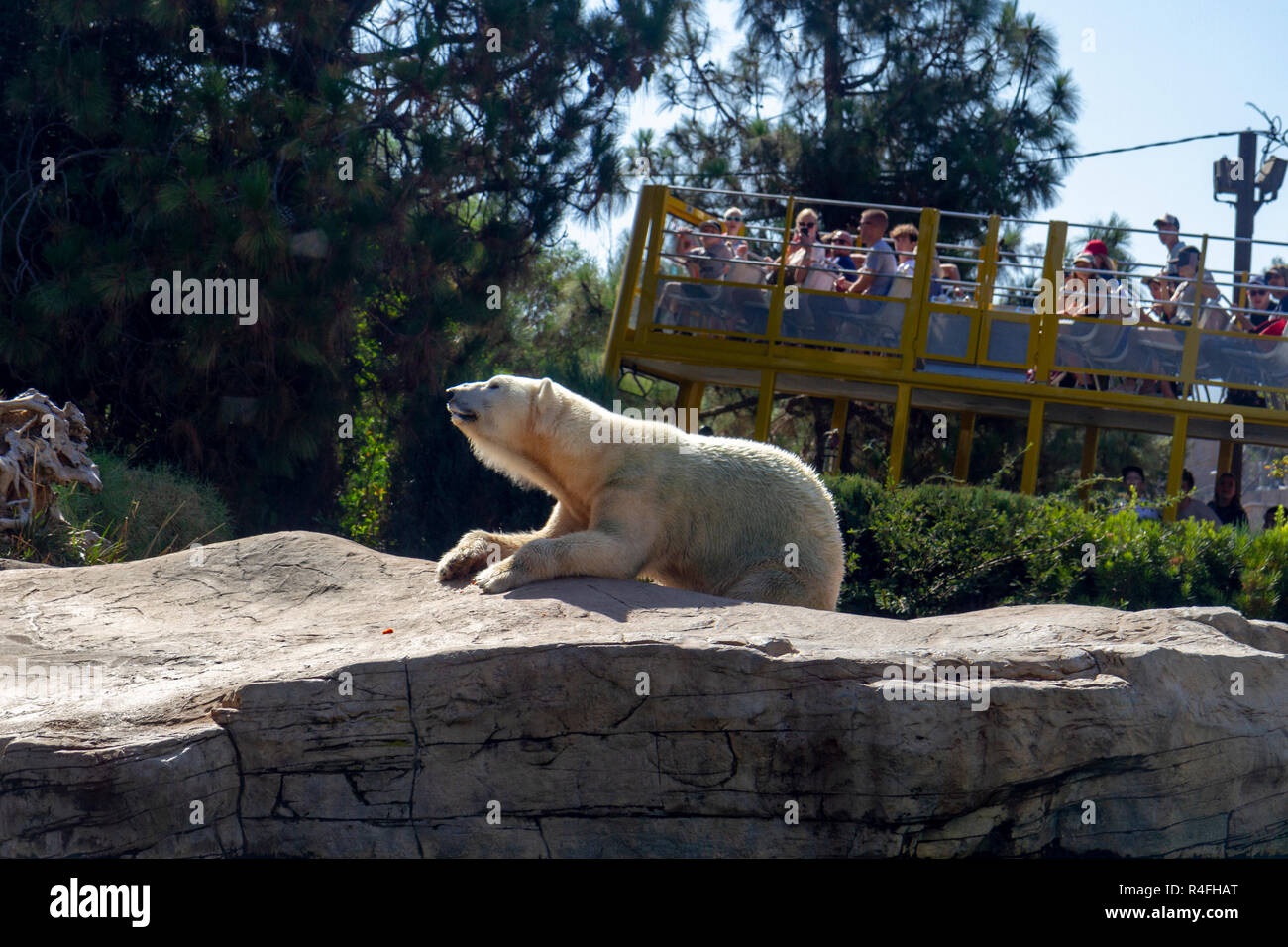 A zoo guided bus tour passing the a polar bear in its enclosure, San Diego Zoo, California, United States. Stock Photo