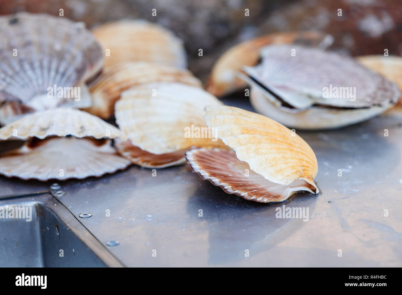 Many scallop shells lying near sink Stock Photo Alamy