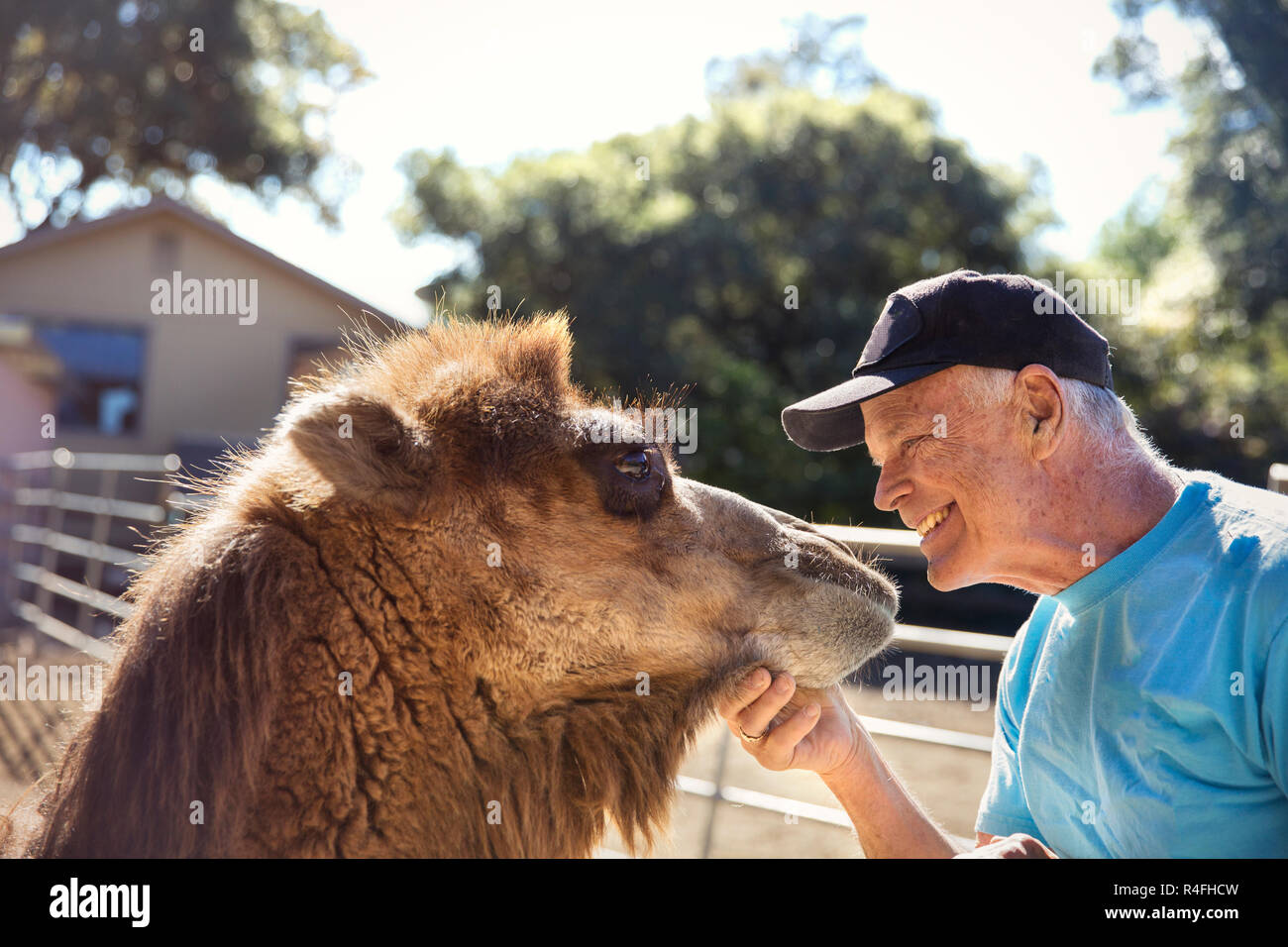 Senior Man Enjoying with Camel Stock Photo