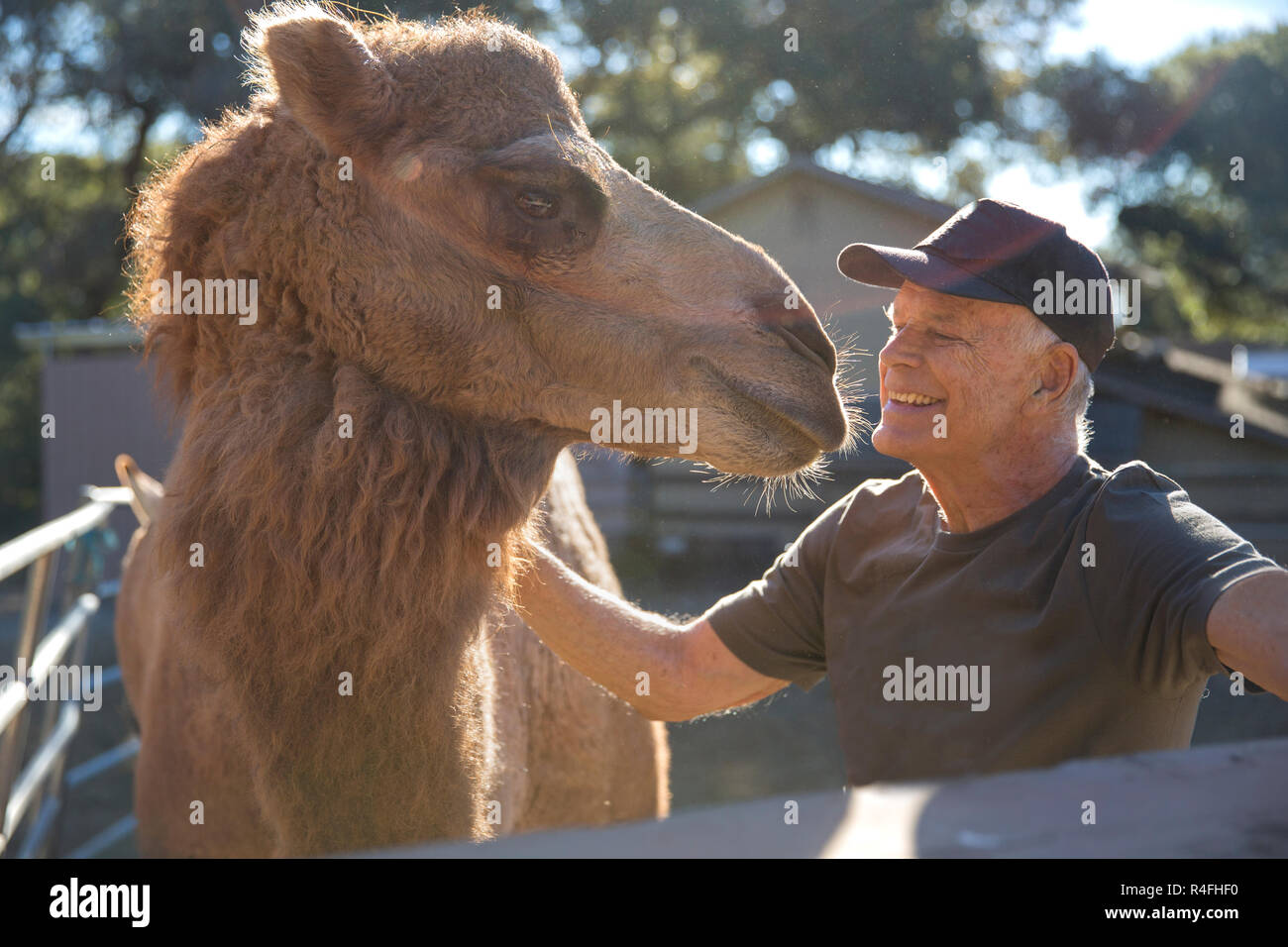 Senior Man & Camel Smiling At Each Other Stock Photo