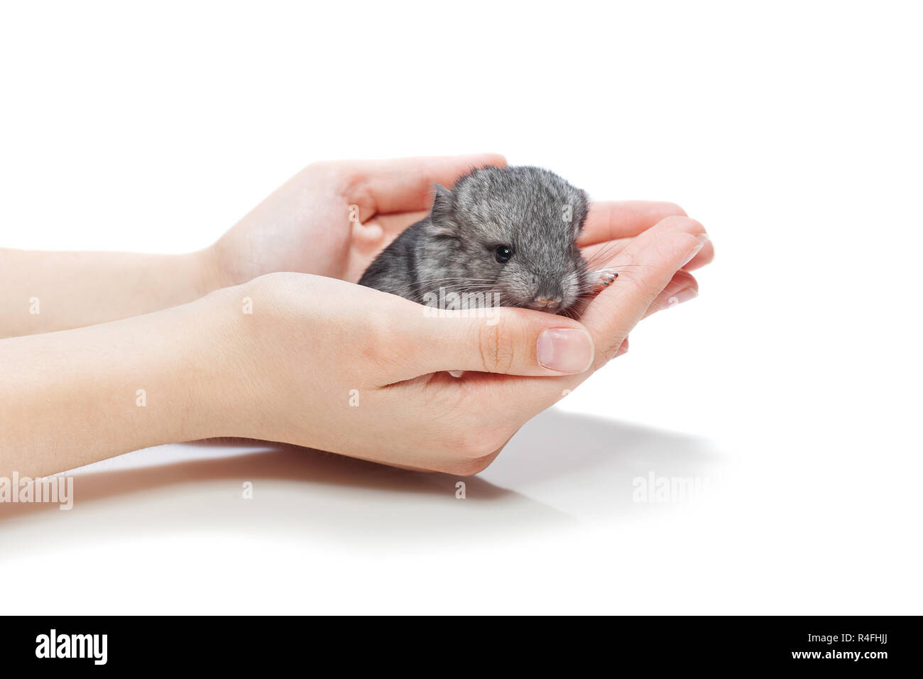 White Baby Chinchilla Sitting On High Resolution Stock Photography And Images Alamy