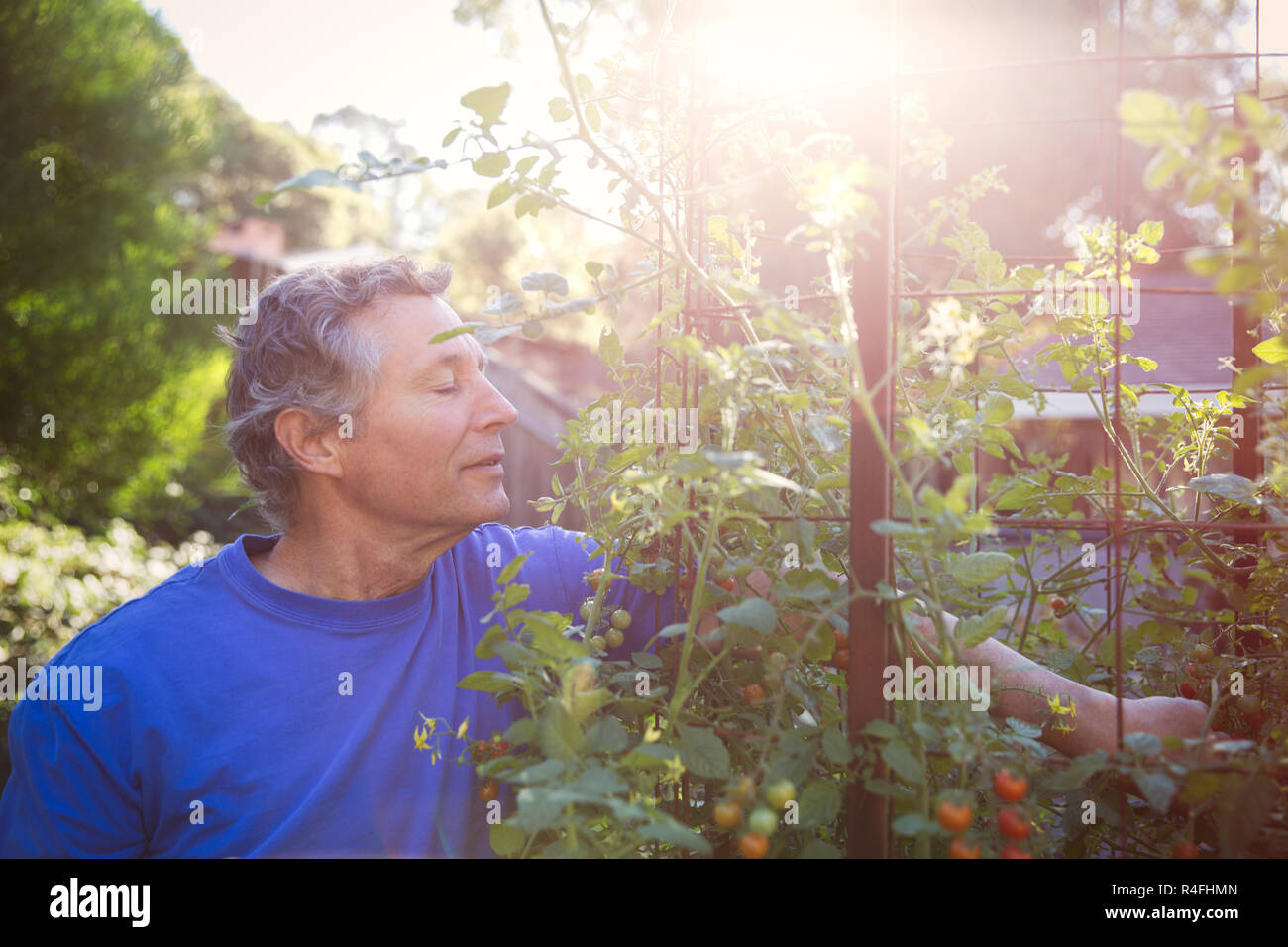 Mature man Farmer Picking Vegetables In Garden Stock Photo - Alamy
