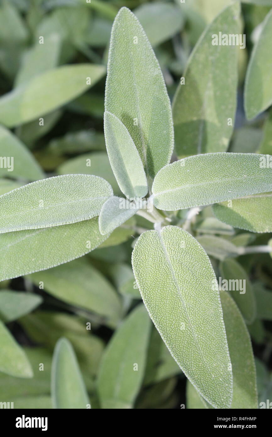 Sage (Salvia officinalis) , a medicinal plant, also called medicinal herb.  Sage is an aromatic plant Stock Photo - Alamy