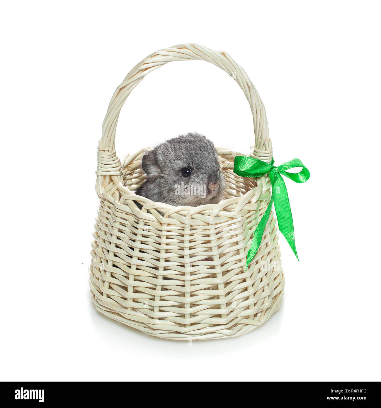 Chinchilla in basket Stock Photo Alamy