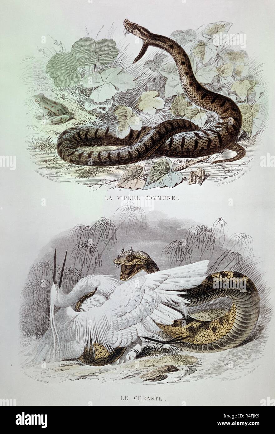 Serpientes High Resolution Stock Photography And Images Alamy