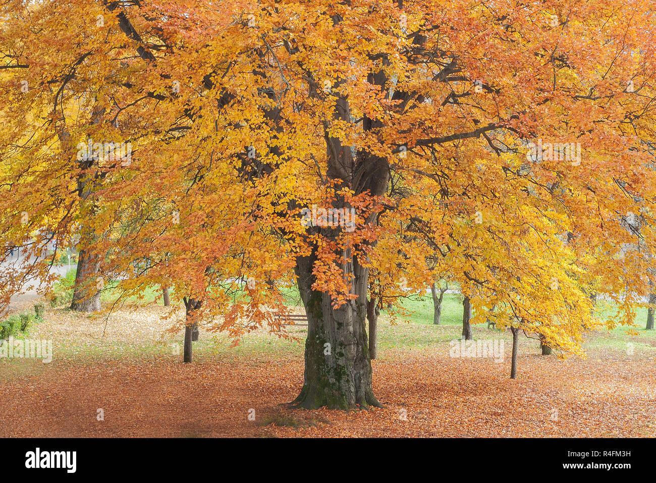 Autumn in park Stock Photo