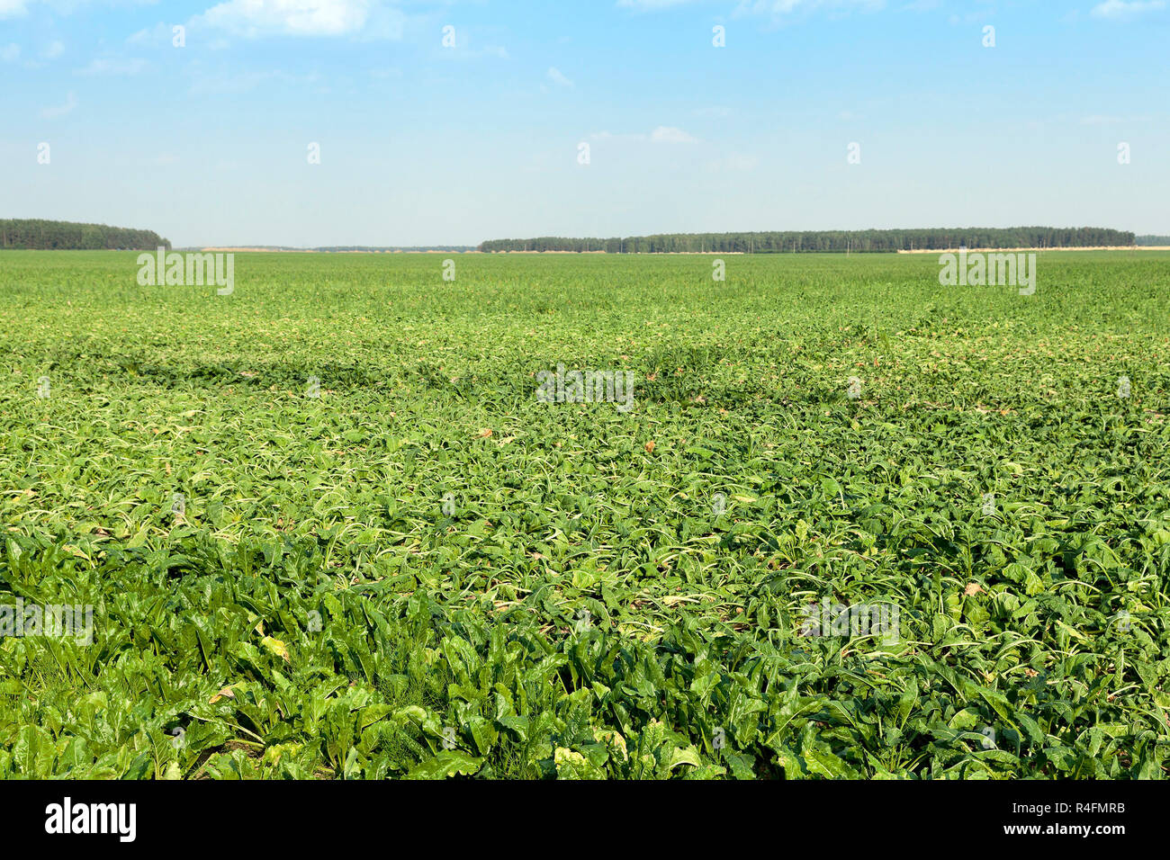 Burnt sugar cane hires stock photography and images Alamy