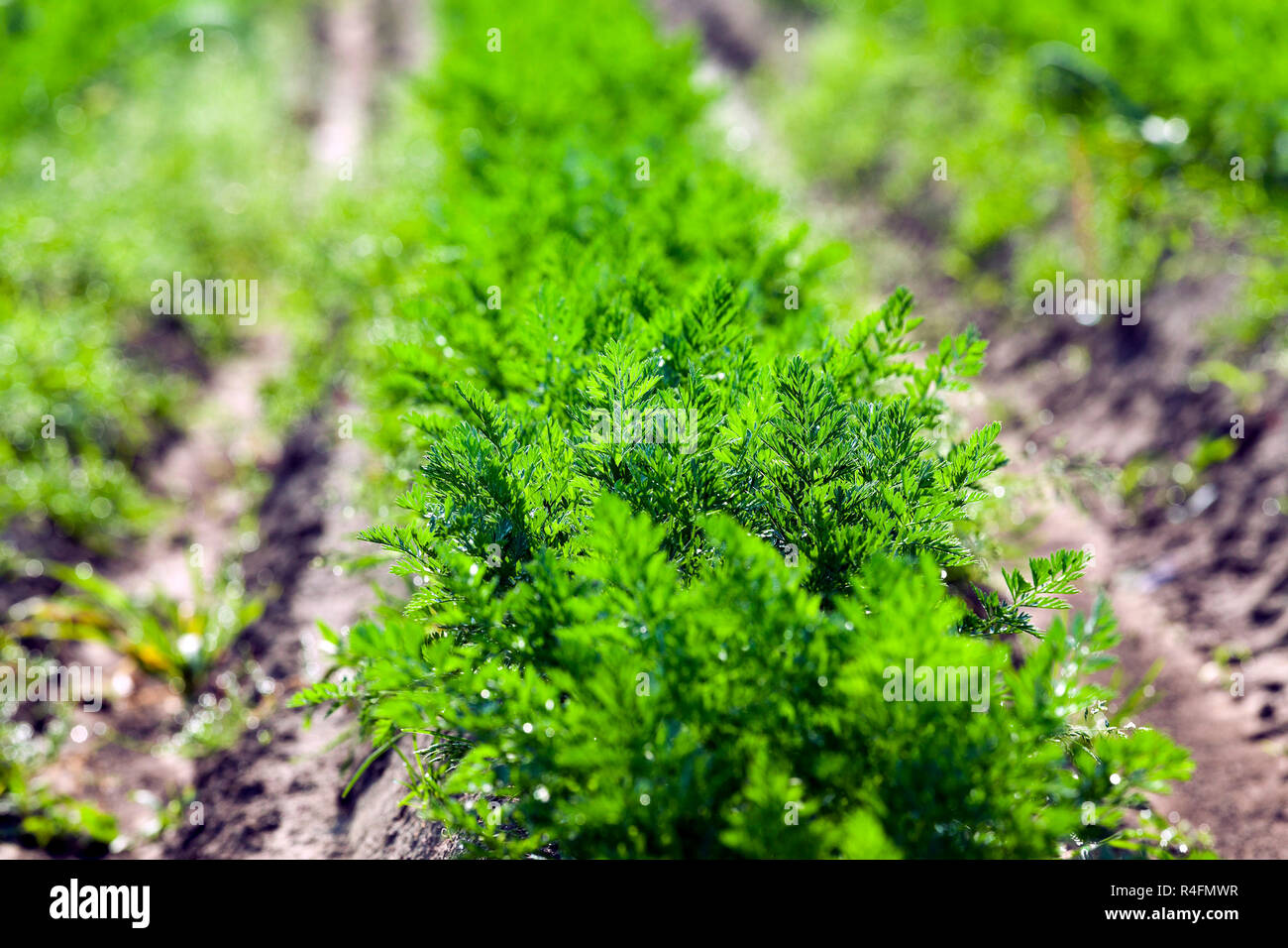 Field with carrot Stock Photo