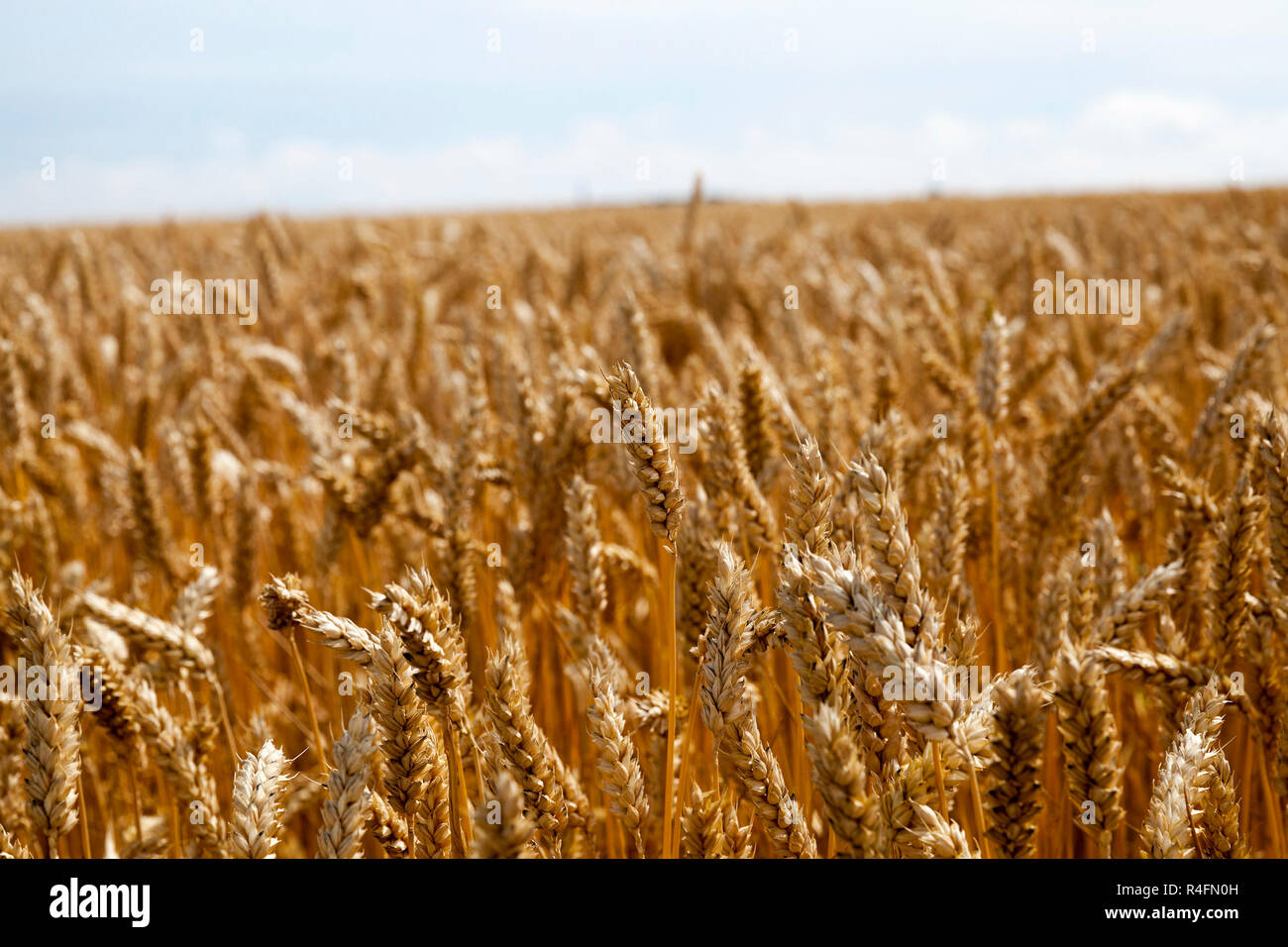ripe yellow cereals Stock Photo - Alamy