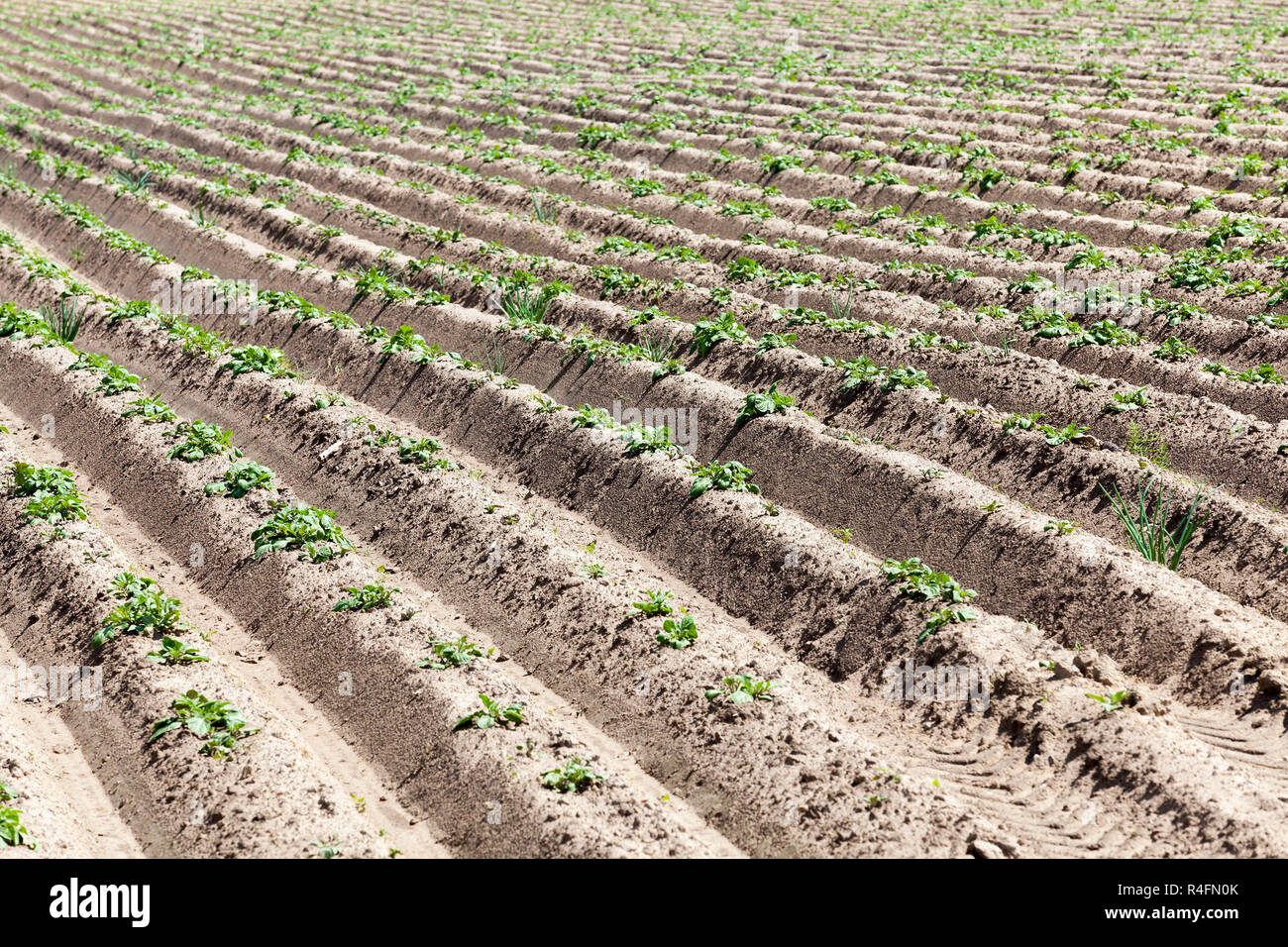 Green sprout of potato Stock Photo Alamy