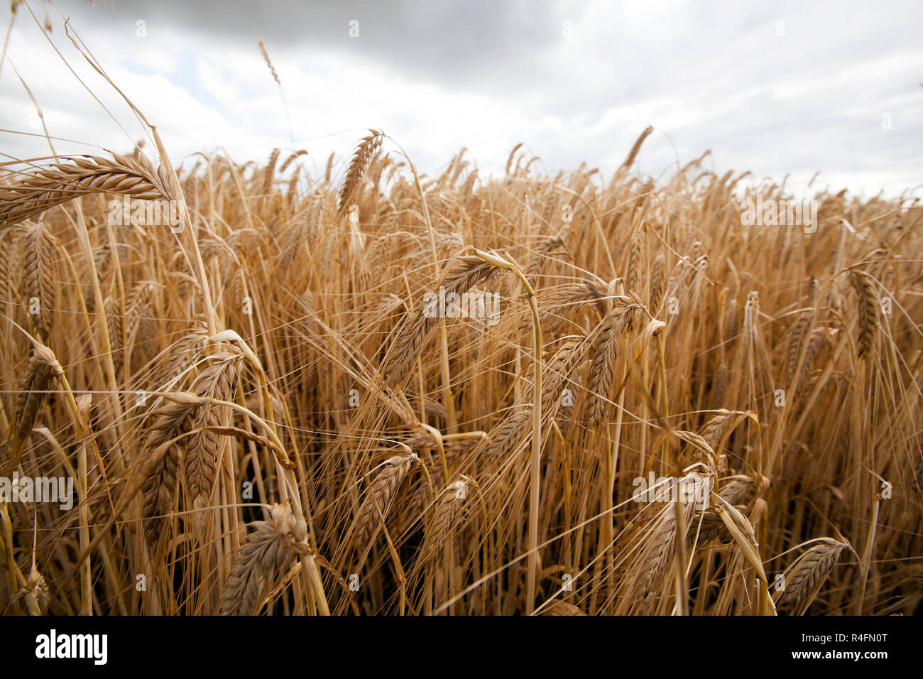 Farm Field Cereals Stock Photo - Alamy