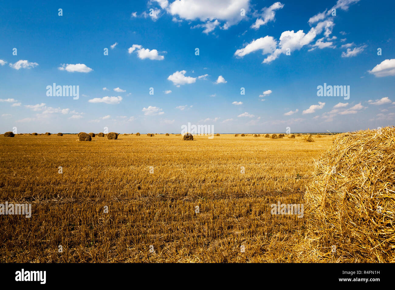 field after harvest Stock Photo - Alamy