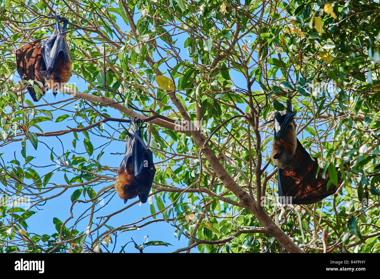 group of fruit bats in trees in Palawan Philippines Stock Photo Alamy