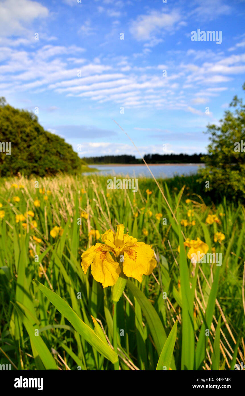 Cameron reservoir in Fife near St Andrews Stock Photo Alamy