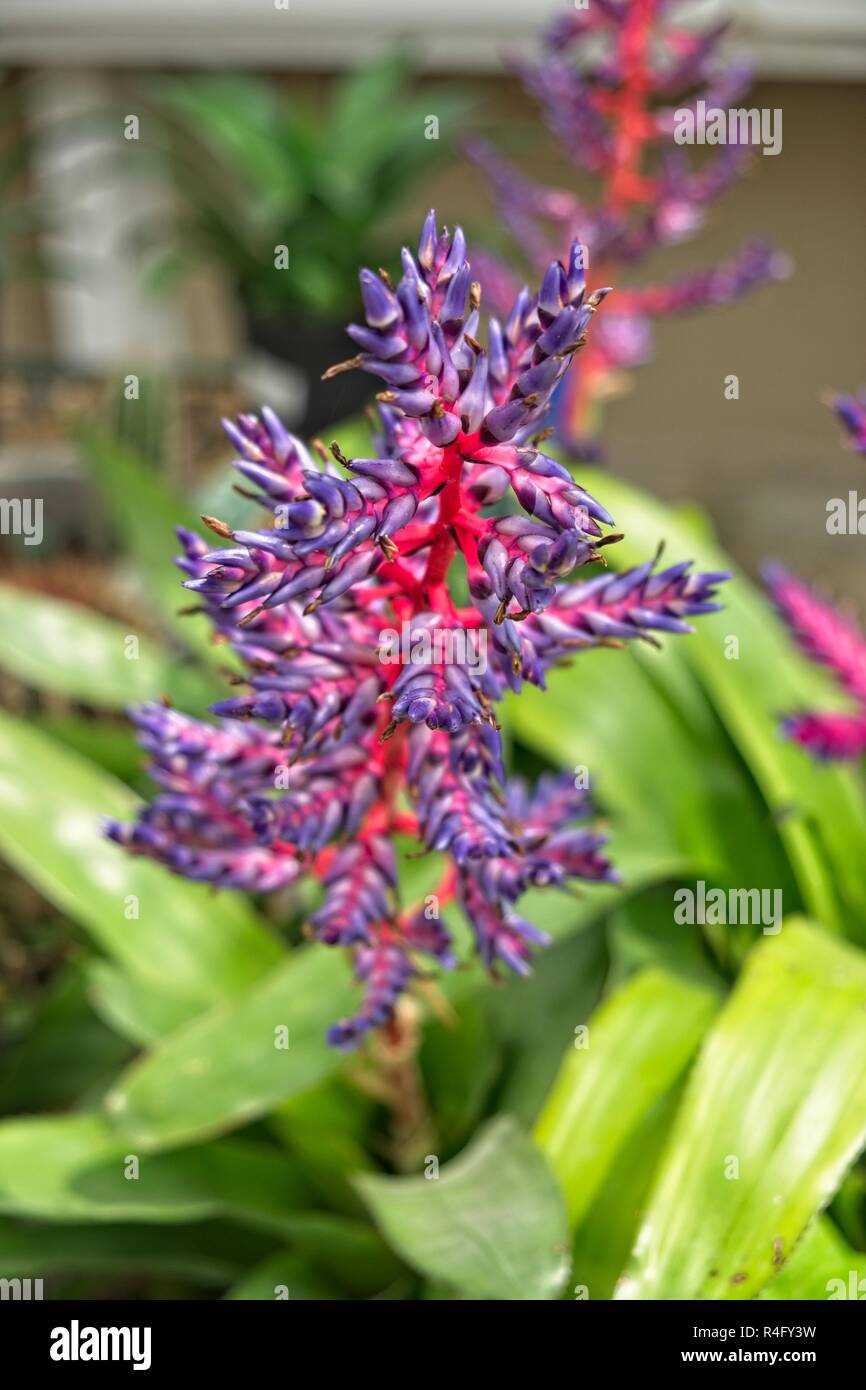 Purple pink and blue flower stalks of the Aechmea Blue Tango cultivar bromeliaceae or bromeliad in pots. Stock Photo