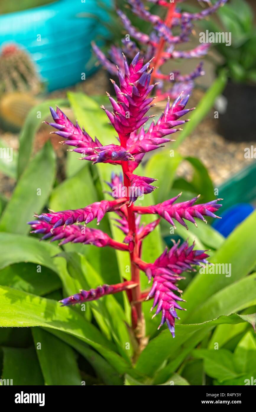 Purple pink and blue flower stalks of the Aechmea Blue Tango cultivar bromeliaceae or bromeliad in pots. Stock Photo