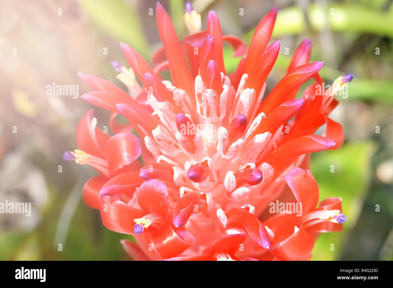 bromeliad red flower / close up of bromeliad plant with red flower in the garden Stock Photo