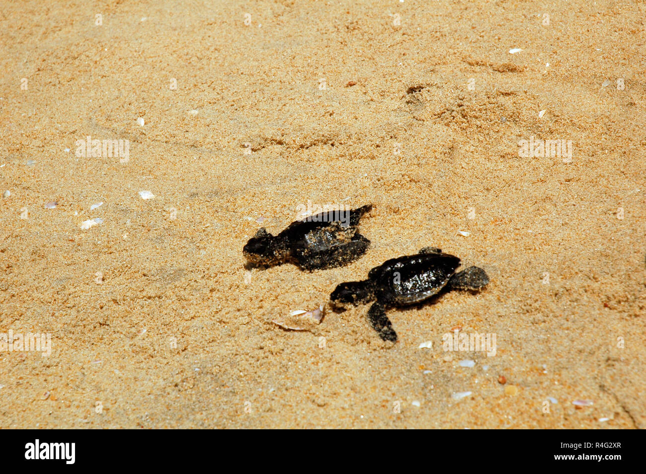 Baby turtles walking on sand Stock Photo - Alamy