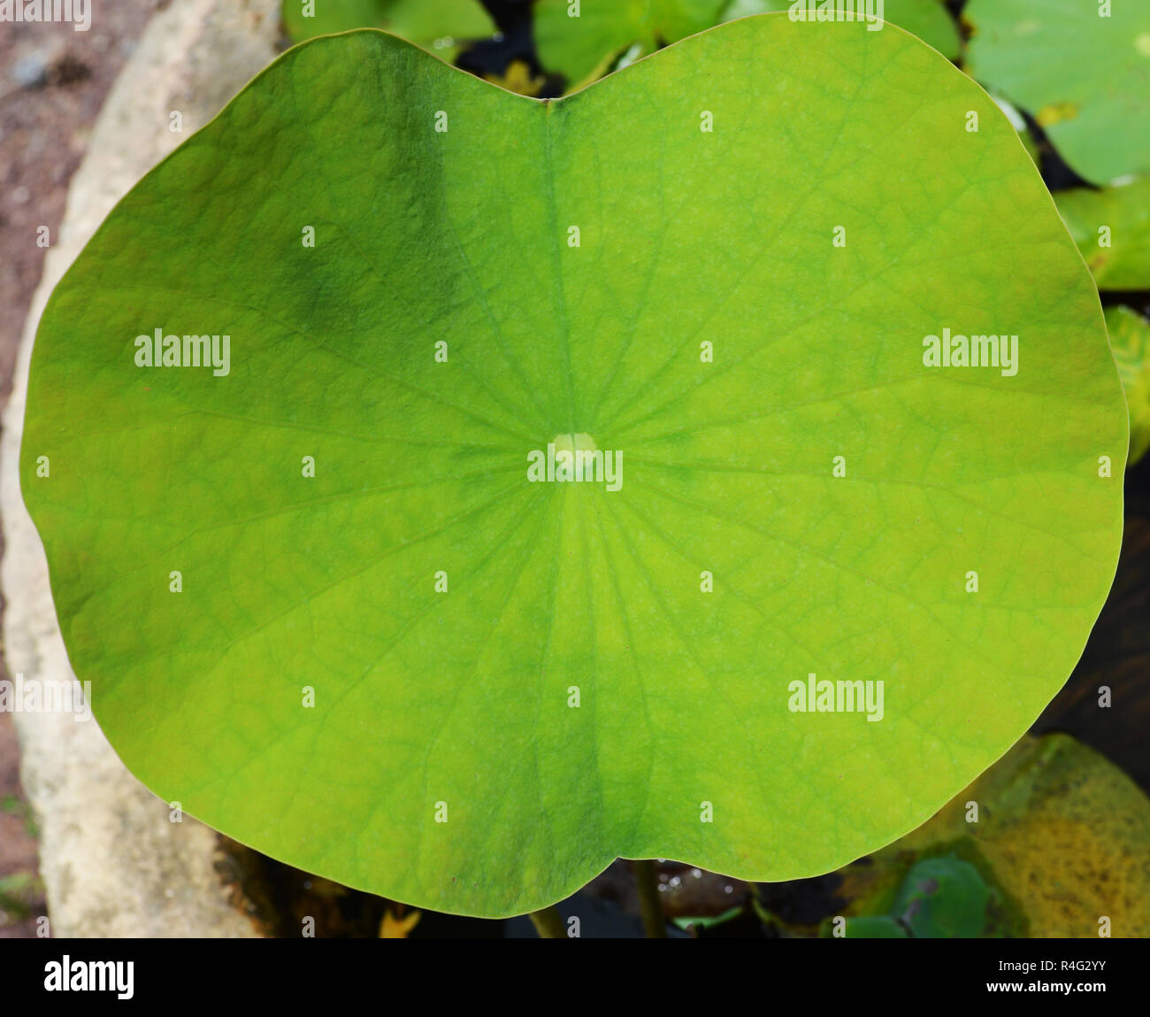Lotus leaf in pond top hi-res stock photography and images - Alamy