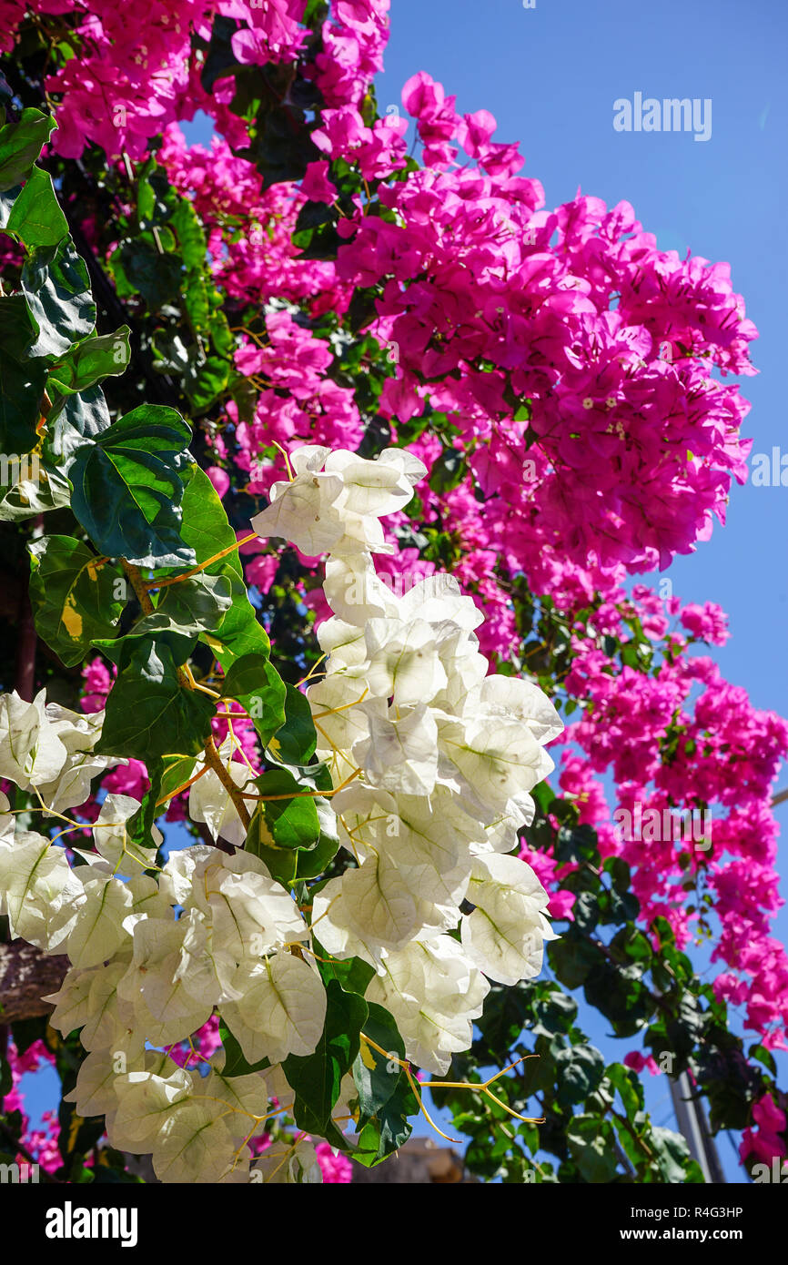 bougainvillea white and pink Stock Photo - Alamy
