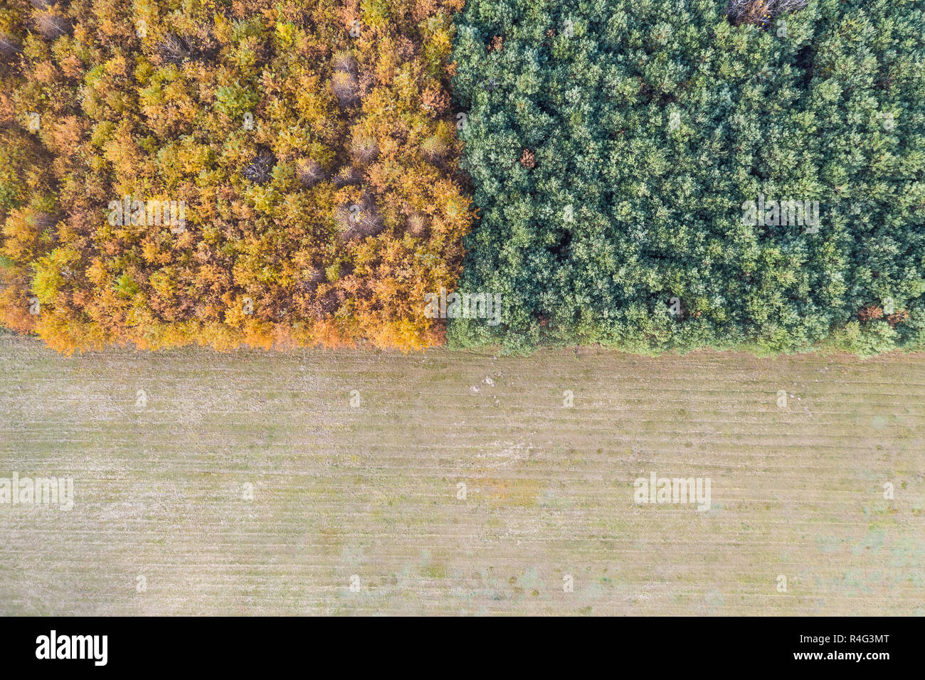 top view of the autumn forest border with a meadow Stock Photo