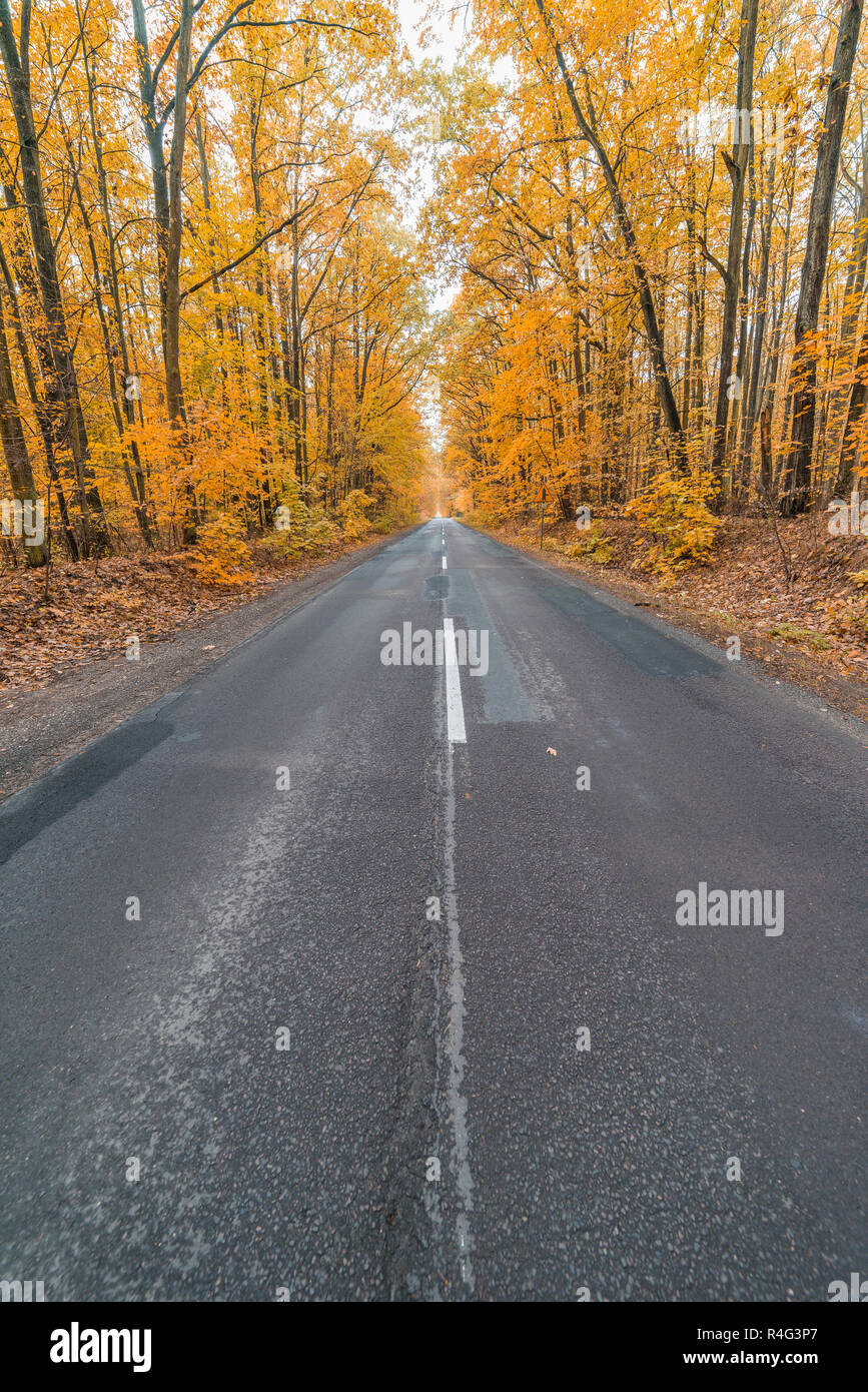 asphalt road in the colorful autumn forest Stock Photo - Alamy