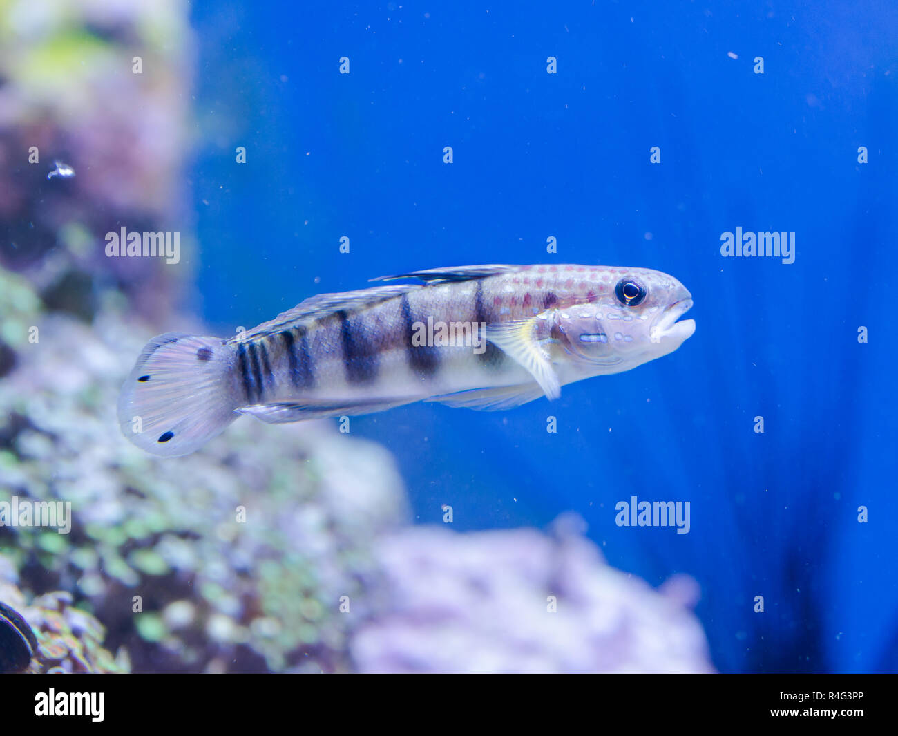 Fish Amblygobius phalaena - Banded goby, saltwater Stock Photo