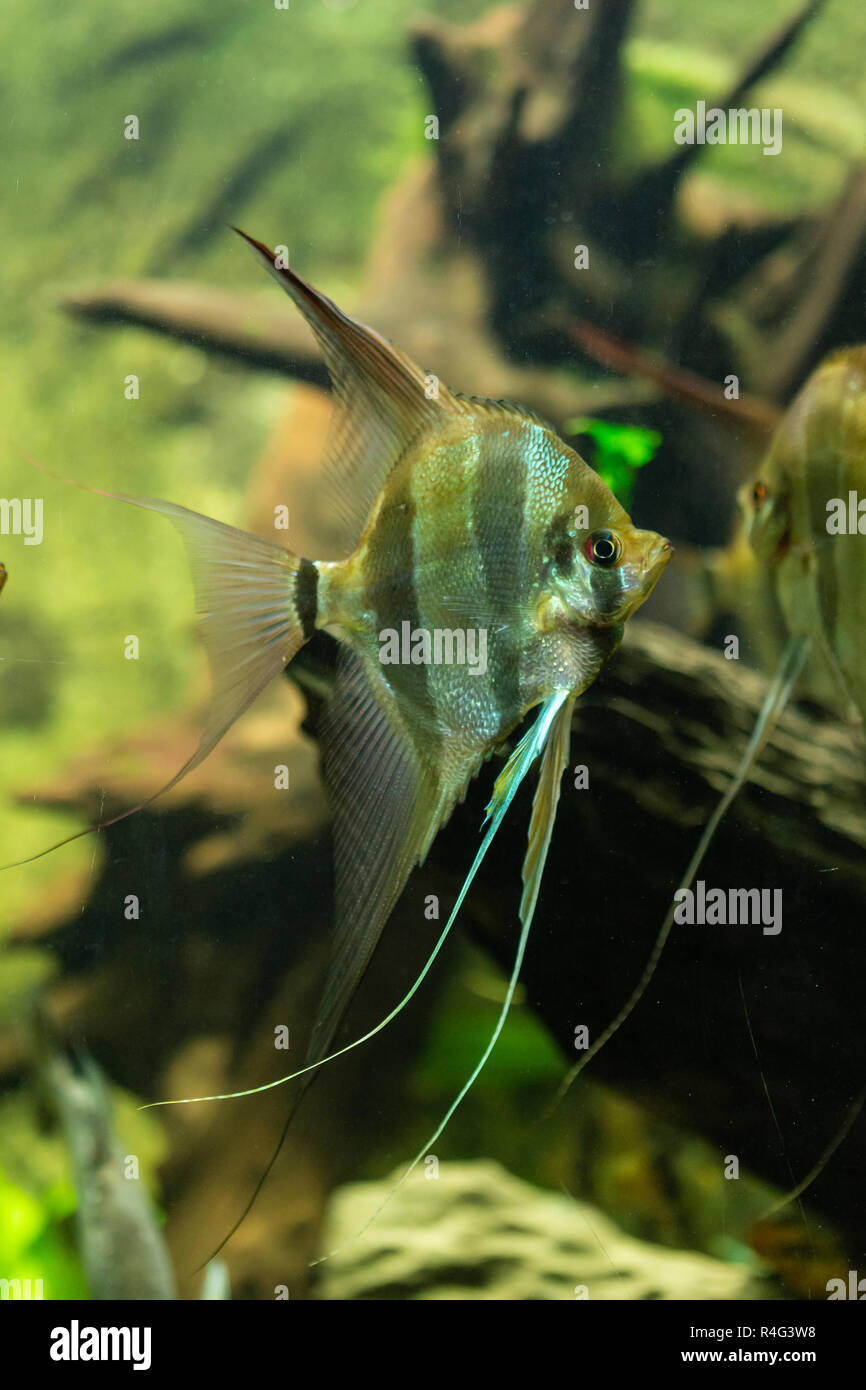 Fish Pterophyllum altum - altum angelfish - freshwater Stock Photo