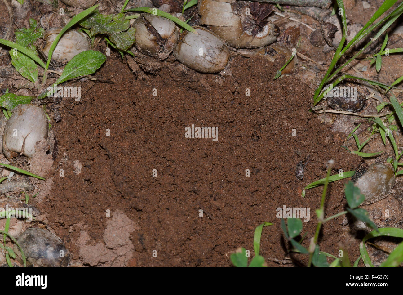 Plains Pocket Gopher, Geomys bursarius, recetnly plugged burrow Stock