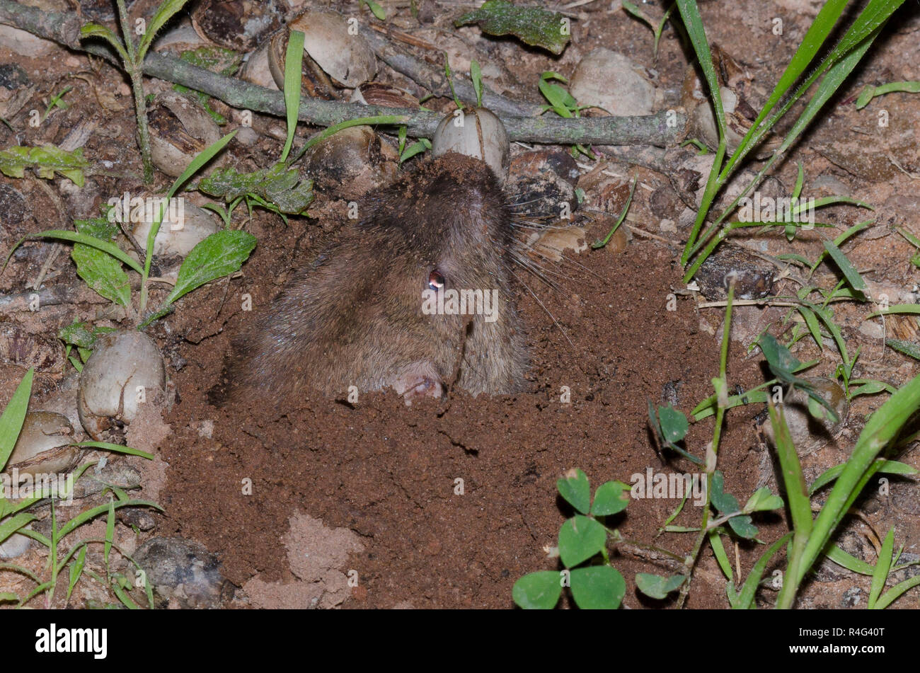Plains pocket gopher hi-res stock photography and images - Alamy