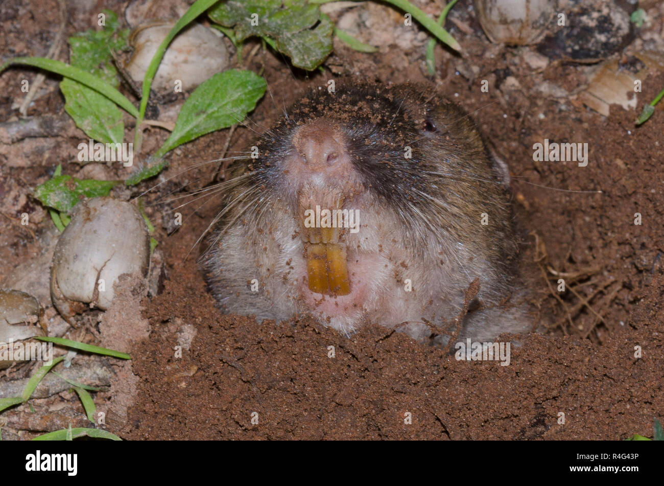 Gopher teeth hires stock photography and images Alamy