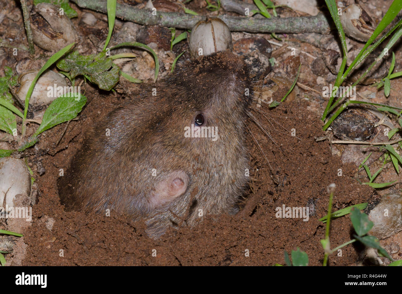 Plains pocket gopher hi-res stock photography and images - Alamy