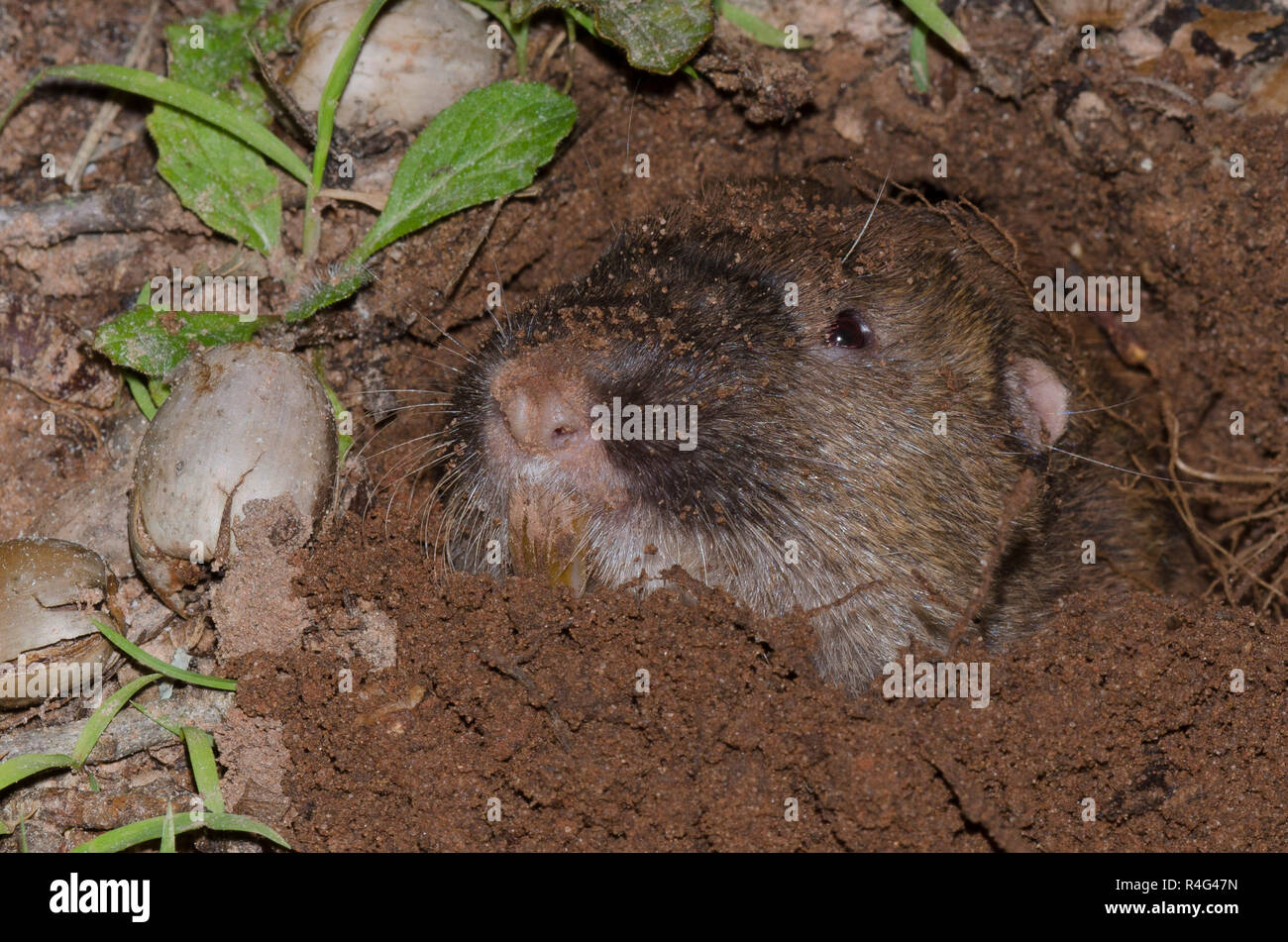 Plains Pocket Gopher, Geomys bursarius, searching for acorns Stock