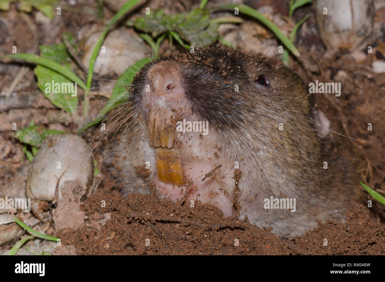 Gopher teeth hires stock photography and images Alamy