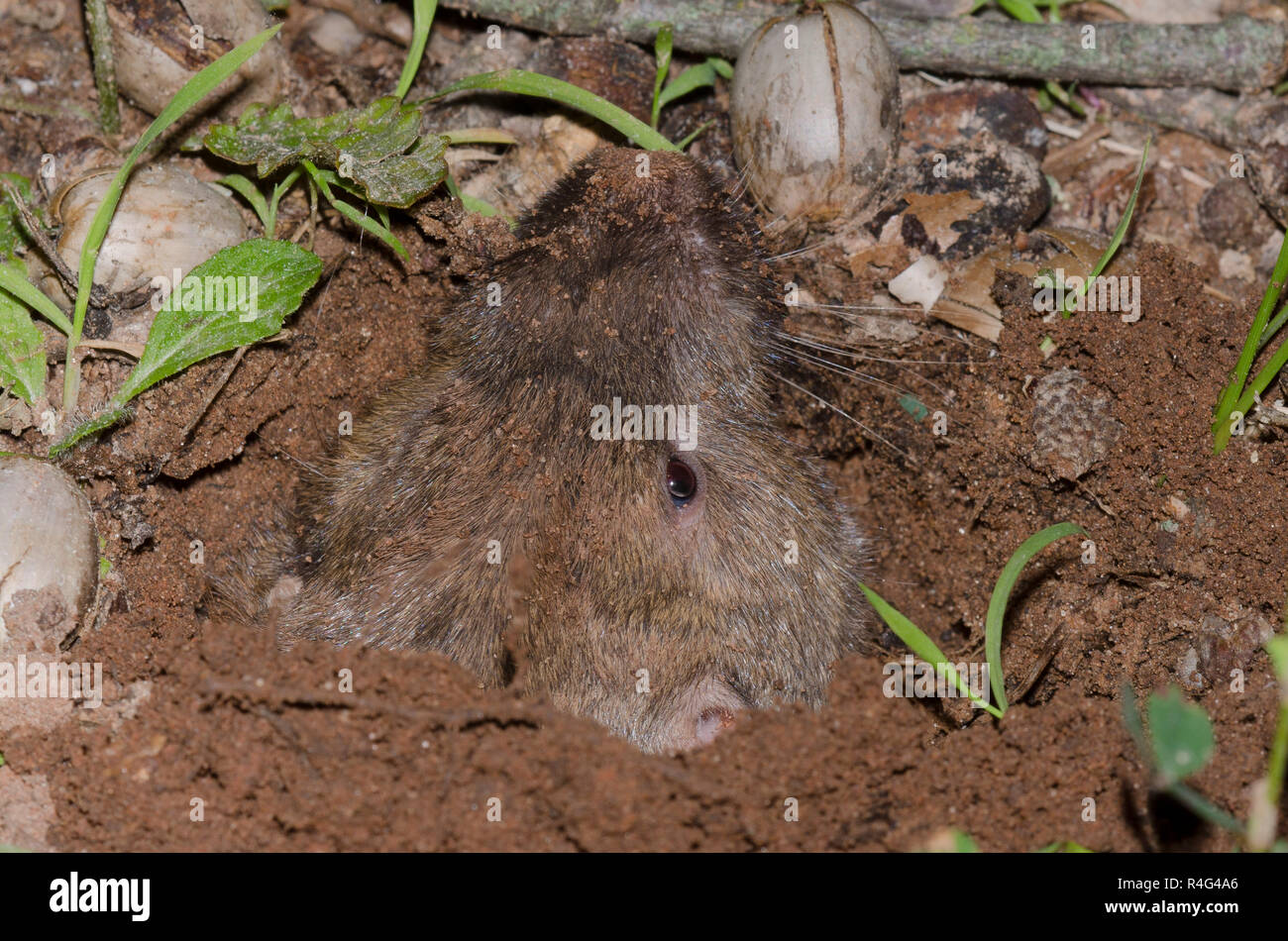 Plains Pocket Gopher, Geomys bursarius, searching for acorns Stock ...