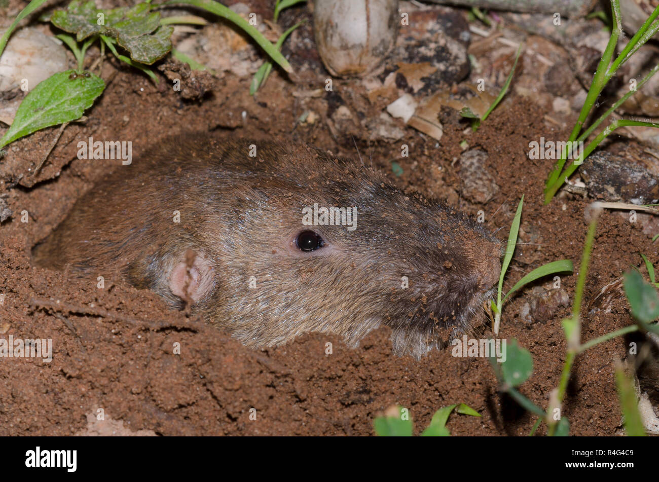 Plains Pocket Gopher, Geomys bursarius, searching for acorns Stock ...