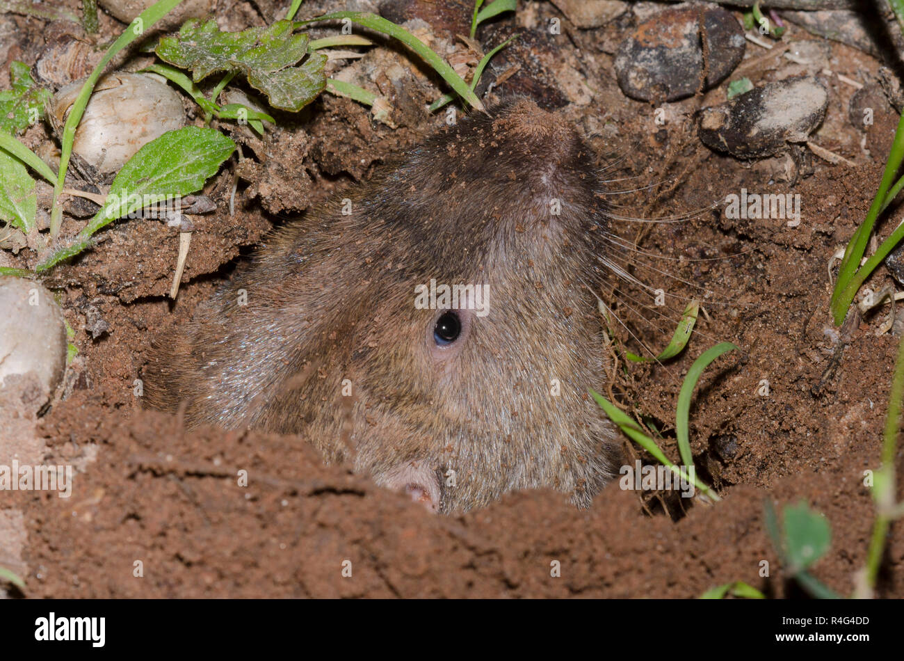 Plains pocket gopher hi-res stock photography and images - Alamy