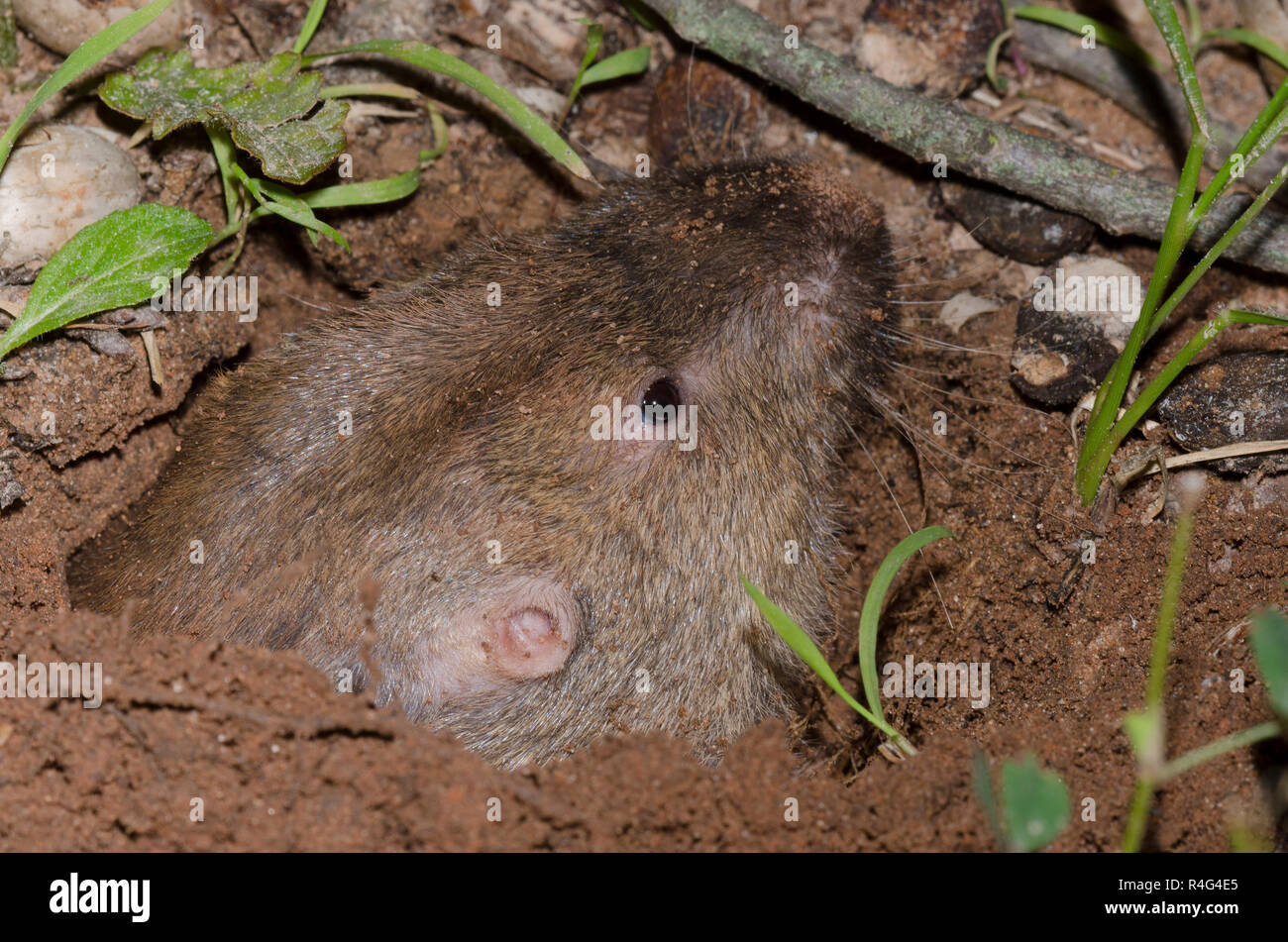 Plains pocket gopher hi-res stock photography and images - Alamy