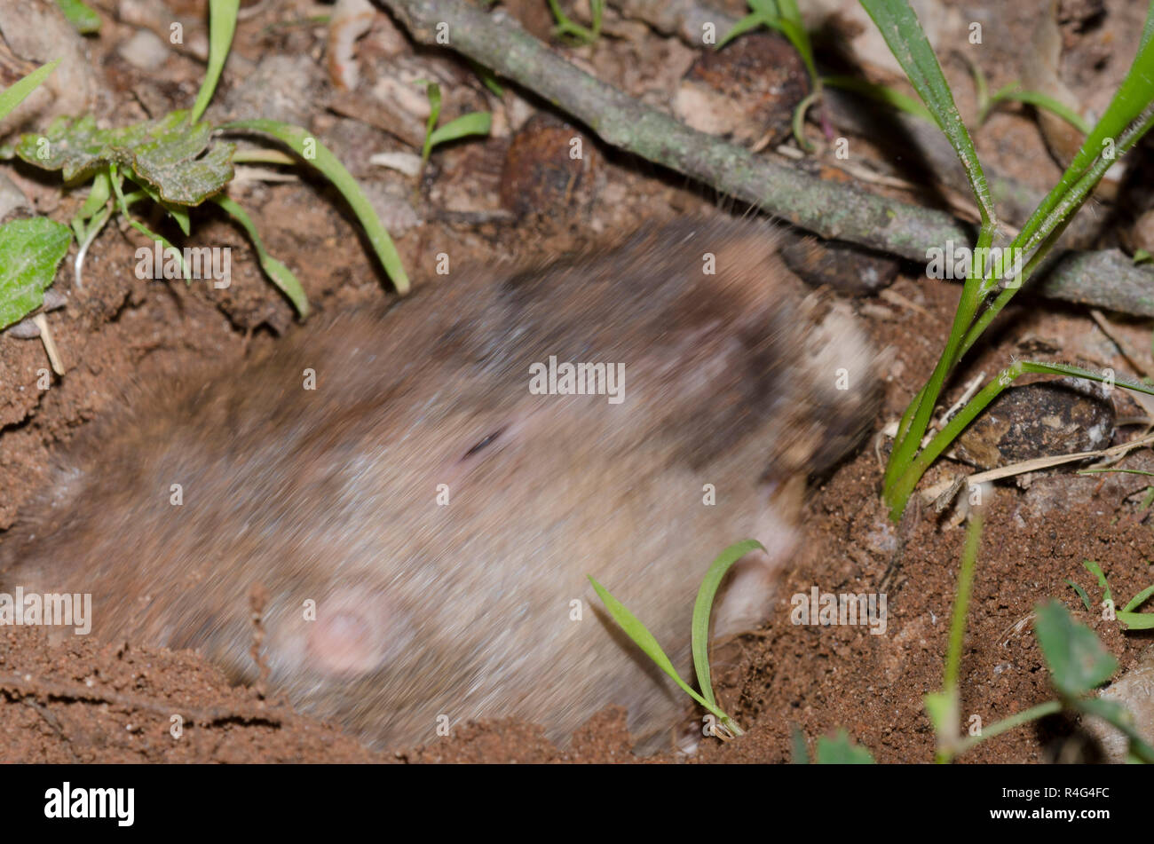 Plains Pocket Gopher, Geomys bursarius, popping back into burrow with
