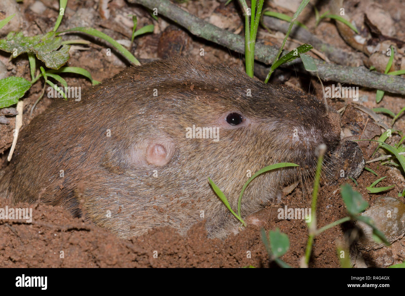 Pocket gopher hires stock photography and images Alamy
