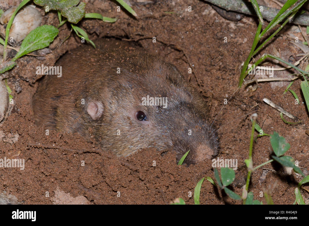 Plains Pocket Gopher, Geomys bursarius, searching for acorns Stock ...
